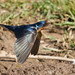 Golondrina Tijereta (Hirundo rustica)