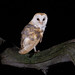 Barn owl after dark (1)