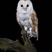 Barn owl after dark (2)