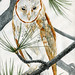 Barn Owl