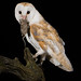 Barn owl after dark (3)