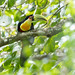 Ramphastos dicolorus (Red-breasted Toucan) - Ramphastidae - Puerto Iguazu, Missiones, Argentina-3