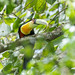 Ramphastos dicolorus (Red-breasted Toucan) - Ramphastidae - Puerto Iguazu, Missiones, Argentina-2