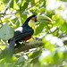 Ramphastos dicolorus (Red-breasted Toucan) - Ramphastidae - Puerto Iguazu, Missiones, Argentina