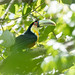 Ramphastos dicolorus (Red-breasted Toucan) - Ramphastidae - Puerto Iguazu, Missiones, Argentina-CR3_DxO_DeepPRIME