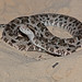 Stumbled upon this snake on a road through the Pantanal near Barra Mansa Lodge. Brasil.