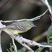 Amazonian Tyrannulet (Inezia)