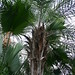 licuri, Syagrus coronata, Arecaceae