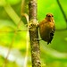 Scale-backed Antbird fem - Podocarpus NP - South-Ecuador_S4E1174