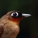 Rufous-throated Antbird - Gymnopithys rufigula