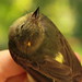 Sulphur-rumped Flycatcher crown patch - Myiobius barbatus