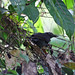 Blackish Antbird (Cercomacra nigrescens)