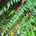 Perico Pintado [Venezuelan Parakeet] (Pyrrhura emma auricularis) (Endémico)