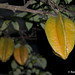 Carambola fruit, or Starfruit