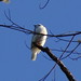 Pájaro Campanero [White bellbird] (Procnias alba) (♂)