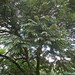 Botânica - Machaerium villosum - Jacarandá-paulista