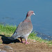 Paloma Picazuró, Picazuro Pigeon (Patagioenas picazuro) (Columba picazuro)