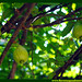 Araçá Pera Psidium acutangulum Myrtaceae Fruta Nativa da Amazônia Floresta Água do Norte Celcoimbra Site Santarém Pará strawberry guava araçazeiro guayaba coronilla arrayan guayabillo DEF Marketing Turismo 9a
