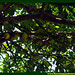 Araçá Pera Psidium acutangulum Myrtaceae Fruta Nativa da Amazônia Floresta Água do Norte Celcoimbra Site Santarém Pará strawberry guava araçazeiro guayaba coronilla arrayan guayabillo DEF Marketing Turismo 6