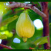Araçá Pera Psidium acutangulum Myrtaceae Fruta Nativa da Amazônia Floresta Água do Norte Celcoimbra Site Santarém Pará strawberry guava araçazeiro guayaba coronilla arrayan guayabillo DEF Marketing Turismo 9n