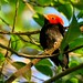 Dançarino-de-cabeça-vermelha ou Uirapuru-de-cabeça-vermelha (Pipra rubrocapilla) - Red-headed Manakin