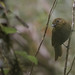 Thrush-like Schiffornis - Schiffornis turdinus - Belize