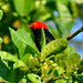 Dançarino-de-cabeça-vermelha ou Uirapuru-de-cabeça-vermelha (Pipra rubrocapilla) - Red-headed Manakin