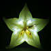 illuminate starfruit