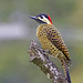 Pica-pau-verde-barrado, Green-barred woodpecker (Colaptes melanochlorus)
