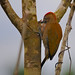 DSC_7868 Pica-pauzinho-avermelhado - Veniliornis affinis - Red-stained Woodpecker