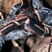 bird-eating spider: Northern Slaty-Antshrike Thamnophilus punctatus killed by tarantula Acanthoscurria simoensi