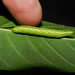 Amphonyx duponchel, comiendo Rollinia mucosa (Jacq.) Baill.